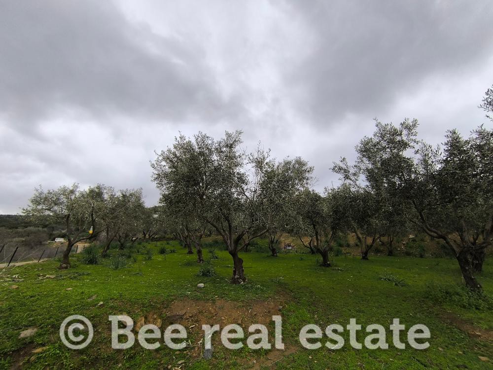 Αγροτεμάχια 4.050 τ.μ. προς πώληση, Νέες Παγασές