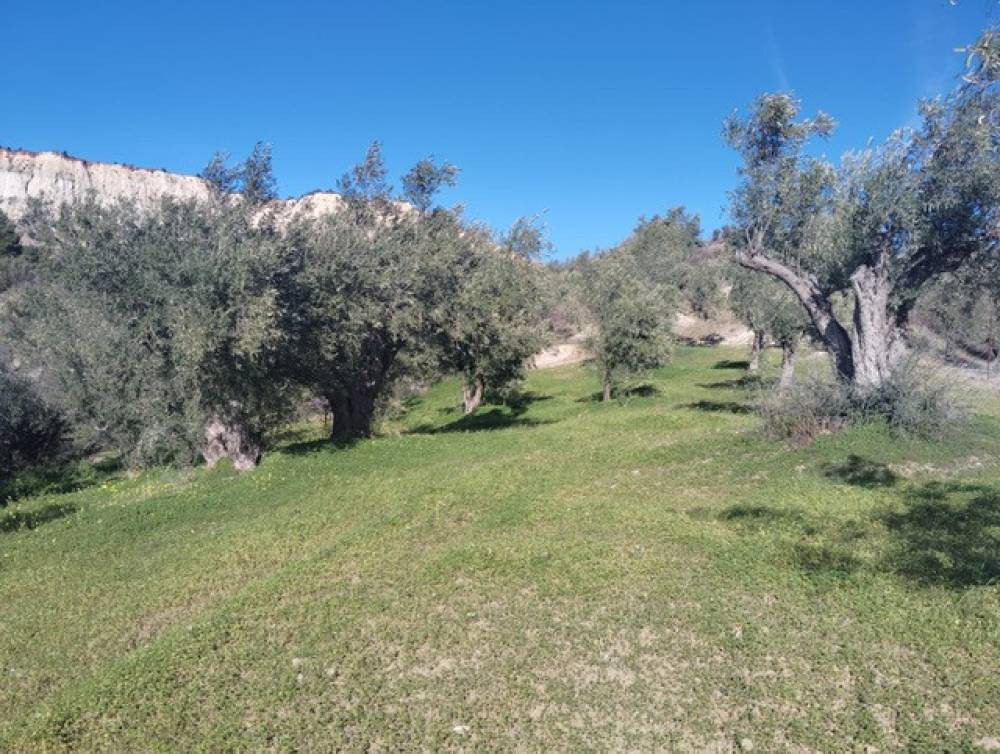 Αγροτεμάχια 2.018 τ.μ. πρός πώληση, Κορινθία, Ξυλόκαστρο