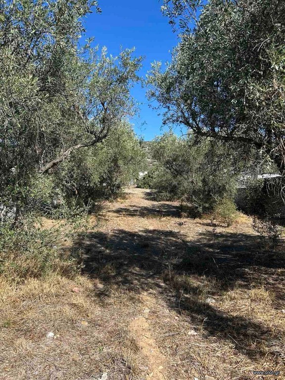 Αγροτεμάχια 800 τ.μ. προς πώληση, Αθήνα - Ανατολικά Προάστια, Κορωπί