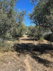 Αγροτεμάχια 800 τ.μ. για πώληση