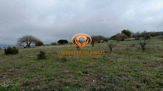 Αγροτεμάχια 13.200 τ.μ. για πώληση, Αρκαδία, Βαλτέτσι-thumb-7