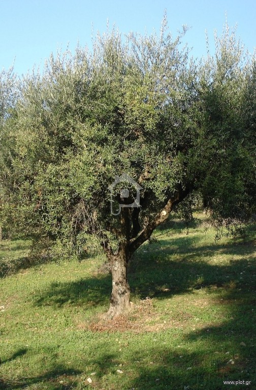 Αγροτεμάχια 4.500 τ.μ. προς πώληση, Υψηλάντης