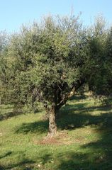 Αγροτεμάχια 4.500 τ.μ. για πώληση