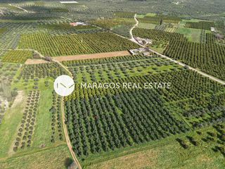 Αγροτεμάχια 5.972 τ.μ. για πώληση, Αργολίδα, Κουτσοπόδι-thumb-7