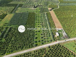 Αγροτεμάχια 5.972 τ.μ. για πώληση, Αργολίδα, Κουτσοπόδι-thumb-12