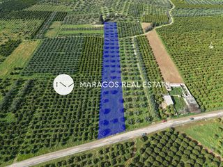 Αγροτεμάχια 5.972 τ.μ. για πώληση