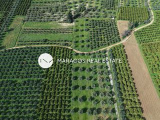 Αγροτεμάχια 5.972 τ.μ. για πώληση, Αργολίδα, Κουτσοπόδι-thumb-3