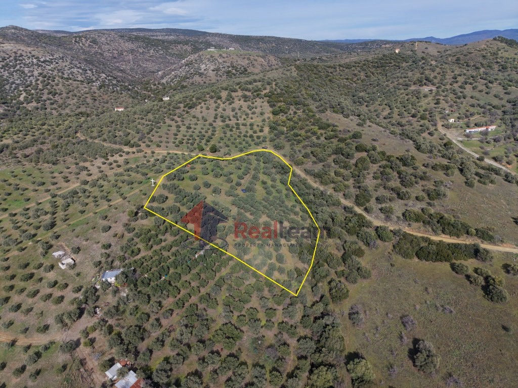 Αγροτεμάχια 10.300 τ.μ. πρός πώληση, Μαγνησία, Νέα Ιωνία Βόλου