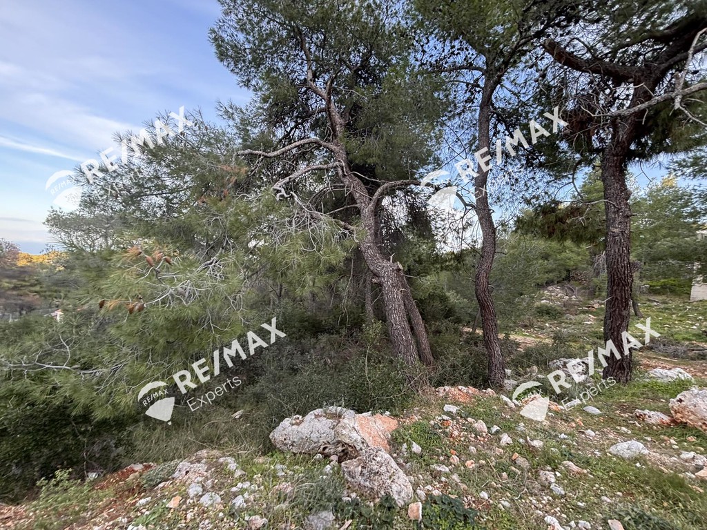 Οικόπεδο 514 τ.μ. προς πώληση, Πευκάλι