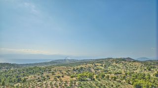 Αγροτεμάχια 50.000 τ.μ. προς πώληση, Βερβερούδα-thumb-13