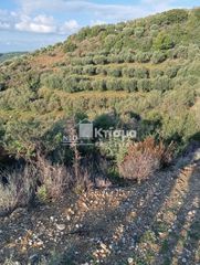 Αγροτεμάχια 10.582 τ.μ. για πώληση