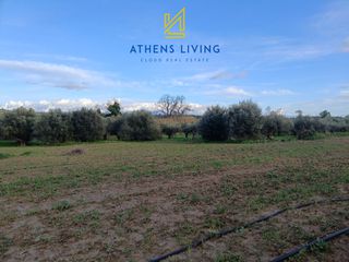 Αγροτεμάχια 11.000 τ.μ. για πώληση, Μεσσηνία, Μεσσήνη-thumb-3