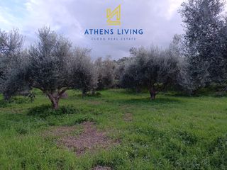 Αγροτεμάχια 11.000 τ.μ. για πώληση, Μεσσηνία, Μεσσήνη-thumb-7