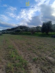 Αγροτεμάχια 11.000 τ.μ. για πώληση, Μεσσηνία, Μεσσήνη-thumb-13