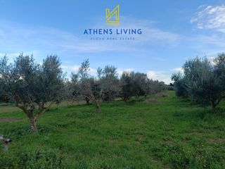 Αγροτεμάχια 11.000 τ.μ. για πώληση, Μεσσηνία, Μεσσήνη-thumb-9