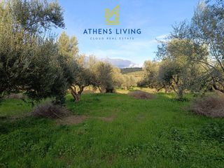 Αγροτεμάχια 11.000 τ.μ. για πώληση, Μεσσηνία, Μεσσήνη-thumb-14