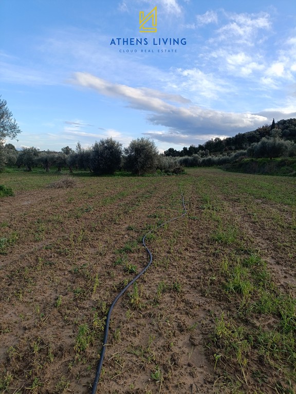 Αγροτεμάχια 11.000 τ.μ. για πώληση, Μεσσηνία, Μεσσήνη