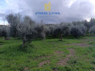 Αγροτεμάχια 11.000 τ.μ. για πώληση, Μεσσηνία, Μεσσήνη-thumb-4