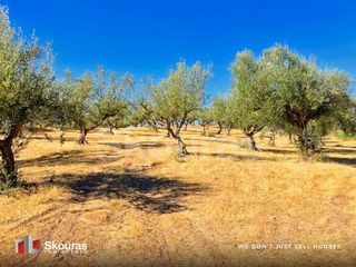 Αγροτεμάχια 10.576 τ.μ. για πώληση