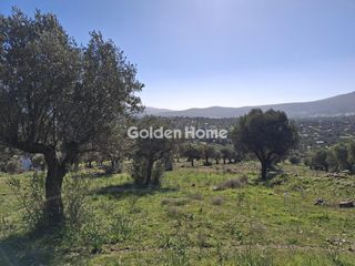 Αγροτεμάχια 13.797 τ.μ. για πώληση
