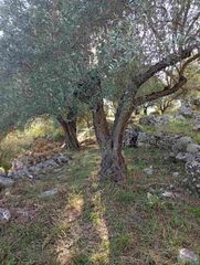 Αγροτεμάχια 8.502 τ.μ. για πώληση, Θεσπρωτία, Παραμυθιά-thumb-7