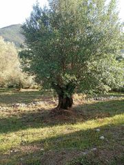 Αγροτεμάχια 8.502 τ.μ. για πώληση, Θεσπρωτία, Παραμυθιά-thumb-9