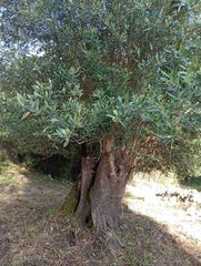 Αγροτεμάχια 8.502 τ.μ. για πώληση, Θεσπρωτία, Παραμυθιά-thumb-14