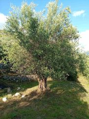 Αγροτεμάχια 8.502 τ.μ. για πώληση, Θεσπρωτία, Παραμυθιά-thumb-22