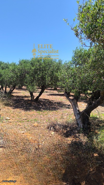 Αγροτεμάχια 6.000 τ.μ. προς πώληση, Ποταμιές