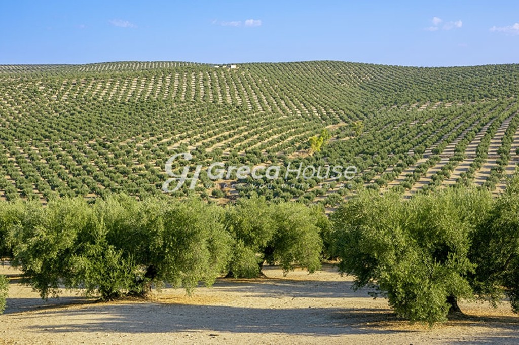 Αγροτεμάχια 112.000 τ.μ. πρός πώληση, Λακωνία, Γύθειο
