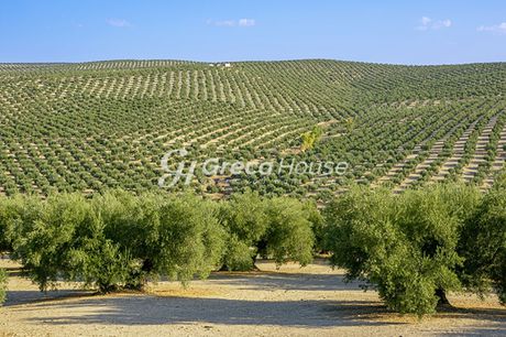 Αγροτεμάχια 112.000 τ.μ. πρός πώληση