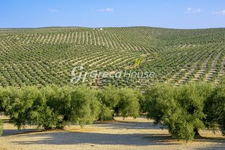 Αγροτεμάχια 112.000 τ.μ. για πώληση