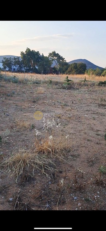 Αγροτεμάχια 1.350 τ.μ. προς πώληση, Άγιος Παντελεήμονας Μαραθώνα