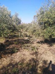 Μονοκατοικία 72 τ.μ. προς πώληση, Μεσσηνία, Γαργαλιάνοι-thumb-6