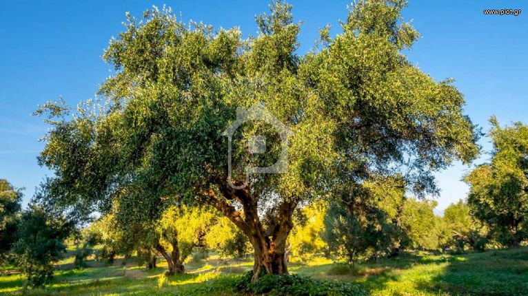 Parcel 5.000 sqm for sale, Dodecanese, Rhodes