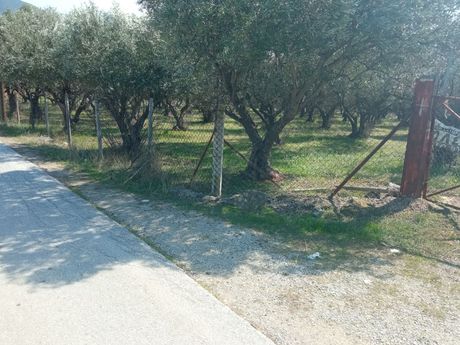 Αγροτεμάχια 5.500 τ.μ. προς πώληση