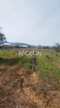 Land plot 15.000 sqm for sale, Athens - East, Spata