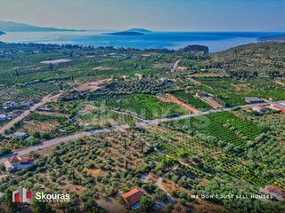 Αγροτεμάχια 4.012 τ.μ. προς πώληση, Τολό-thumb-15