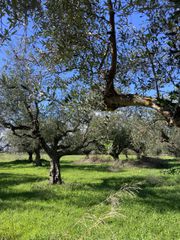 Αγροτεμάχια 9.500 τ.μ. για πώληση, Μεσσηνία, Ανδανία-thumb-23