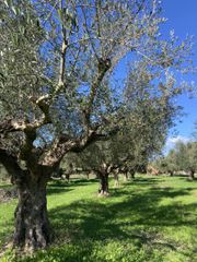 Αγροτεμάχια 9.500 τ.μ. για πώληση, Μεσσηνία, Ανδανία-thumb-13