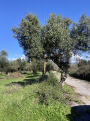 Αγροτεμάχια 9.500 τ.μ. για πώληση, Μεσσηνία, Ανδανία-thumb-21
