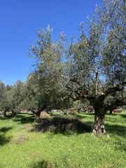 Αγροτεμάχια 9.500 τ.μ. για πώληση, Μεσσηνία, Ανδανία-thumb-15