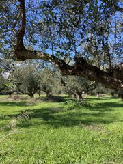 Αγροτεμάχια 9.500 τ.μ. για πώληση, Μεσσηνία, Ανδανία-thumb-24