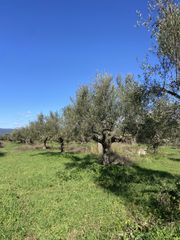 Αγροτεμάχια 9.500 τ.μ. για πώληση, Μεσσηνία, Ανδανία-thumb-28