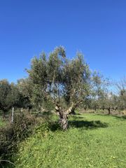 Αγροτεμάχια 9.500 τ.μ. για πώληση, Μεσσηνία, Ανδανία-thumb-8
