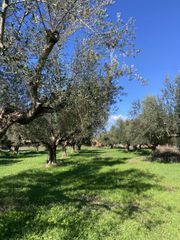 Αγροτεμάχια 9.500 τ.μ. για πώληση, Μεσσηνία, Ανδανία-thumb-18