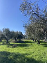 Αγροτεμάχια 9.500 τ.μ. για πώληση, Μεσσηνία, Ανδανία-thumb-17