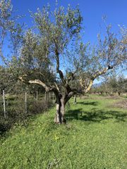 Αγροτεμάχια 9.500 τ.μ. για πώληση, Μεσσηνία, Ανδανία-thumb-10