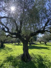 Αγροτεμάχια 9.500 τ.μ. για πώληση, Μεσσηνία, Ανδανία-thumb-14
