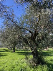 Αγροτεμάχια 9.500 τ.μ. για πώληση, Μεσσηνία, Ανδανία-thumb-22